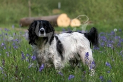Spaniel - English Springer