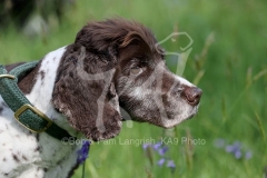 Spaniel - English Springer