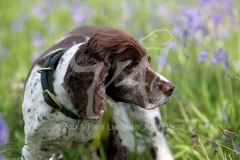 Spaniel - English Springer