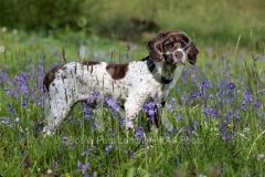 Spaniel - English Springer