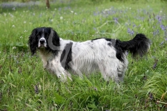 Spaniel - English Springer