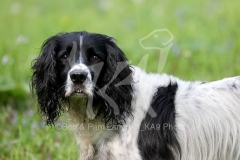 Spaniel - English Springer