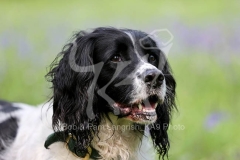 Spaniel - English Springer