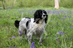 Spaniel - English Springer