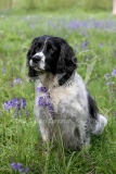 Spaniel - English Springer
