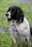 Spaniel - English Springer