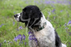 Spaniel - English Springer