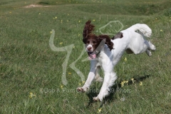 Spaniel - English Springer
