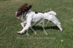 Spaniel - English Springer