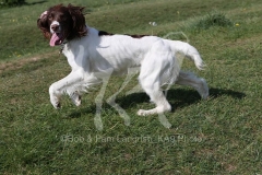 Spaniel - English Springer