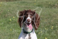 Spaniel - English Springer