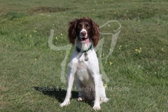 Spaniel - English Springer