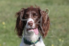 Spaniel - English Springer