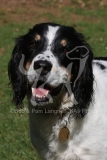 Spaniel - English Springer