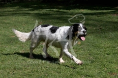 Spaniel - English Springer