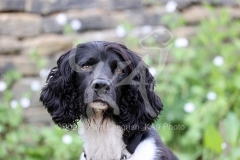 Spaniel - English Springer