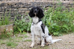 Spaniel - English Springer