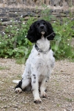 Spaniel - English Springer