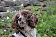 Spaniel - English Springer