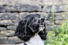 Spaniel - English Springer