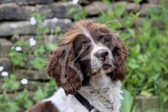 Spaniel - English Springer