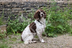 Spaniel - English Springer