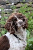 Spaniel - English Springer