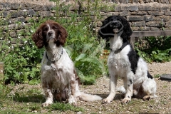 Spaniel - English Springer