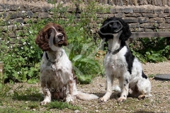 Spaniel - English Springer