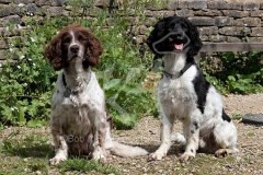 Spaniel - English Springer