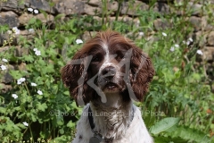 Spaniel - English Springer