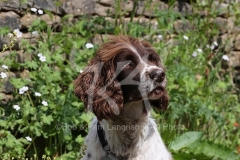 Spaniel - English Springer
