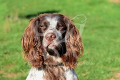 Spaniel - English Springer