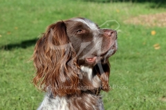 Spaniel - English Springer