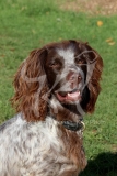 Spaniel - English Springer