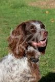 Spaniel - English Springer