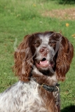 Spaniel - English Springer