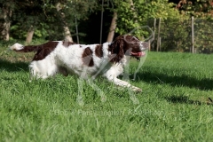 Spaniel - English Springer