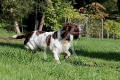 Spaniel - English Springer