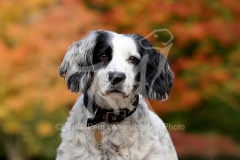 Spaniel - English Springer