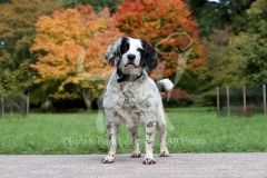 Spaniel - English Springer