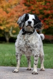 Spaniel - English Springer