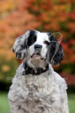 Spaniel - English Springer