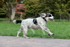 Spaniel - English Springer