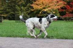 Spaniel - English Springer
