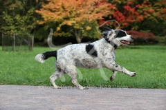 Spaniel - English Springer