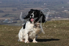 Spaniel - English Springer