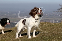 Spaniel - English Springer