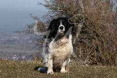 Spaniel - English Springer
