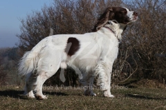 Spaniel - English Springer